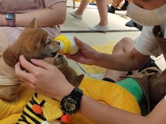 -逗柴咖啡屋·狗咖猫咖宠物桌游