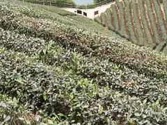 -龙坞茶村