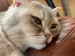 -MOCHA明星猫咖(田子坊店)