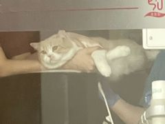 -艾贝尔宠物医院·24H转诊中心·肿瘤猫专科(江宁双龙店)