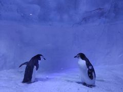 -海合安成都极地海洋公园