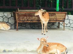 -贵州森林野生动物园