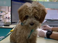 -瑞派动物医院·猫专科·至诚(江南中分院)