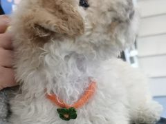 -顺强宠物诊所·狂犬免疫·夜诊·骨科(嘉定店)