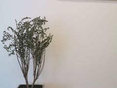 -团子君寿司·茶