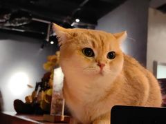 -咖法森林·咖啡  酒吧(天河店)