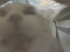 -半岛宠物医院24小时(科华中路店)