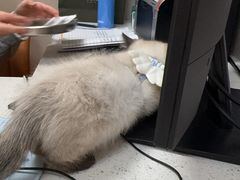 -瑞鹏宠物医院(大运分院)