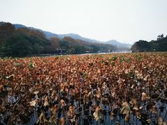 -杭州香格里拉·香宫中餐厅