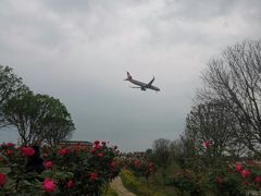 -空港花田景区