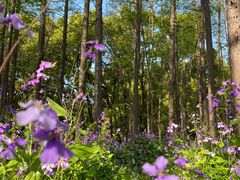 -上海共青森林公园