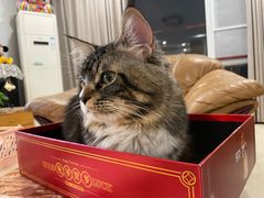 -瑞鹏瑞爱宠物医院·全科·猫科·血液透析中心(龙头寺店)