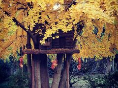 -香山公园