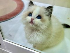 -青奢宠物·青奢猫舍