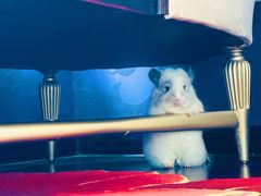 -龙猫仔乐园(惠福东路店)