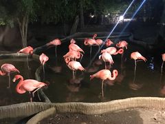 -清迈夜间动物园