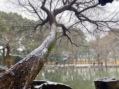 -西园戒幢律寺