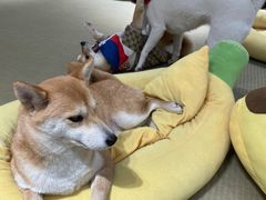 -逗柴咖啡屋·狗咖猫咖宠物桌游