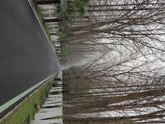 -合肥滨湖国家森林公园