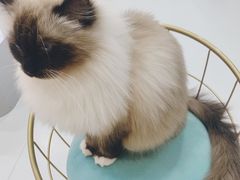 -糯米喵星人·撸猫猫舍咖啡馆(西市场嘉华店)