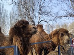 -长白岛森林公园