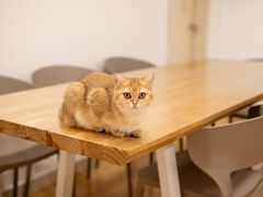 -有喵·猫咖·狗咖·30几只猫10只小狗(岗厦店)