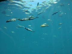 -瑞德姆美人鱼海底演艺主题餐厅(亚龙湾店)