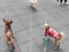 -PETKIT小佩宠物(昭化店)