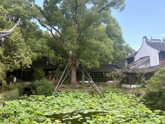 -上海醉白池公园
