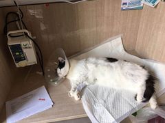 -北京观赏动物医院·24小时大型综合·猫专科·异宠专科