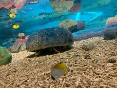 -北戴河圣蓝海洋公园