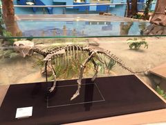 -陕西自然博物馆