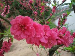 android_upload_pic-南国桃园旅游度假区