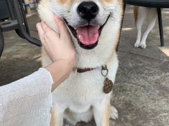 -柴犬高等学院·狗咖·柴犬售卖·宠物训练