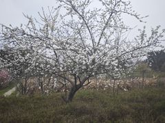 -白鹭湾湿地公园