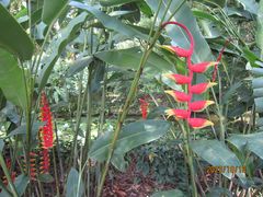 -中国科学院西双版纳热带植物园
