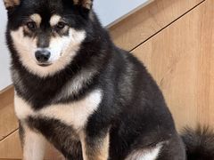 -是阿柴呀！柴犬咖啡·爱喵喵猫咖