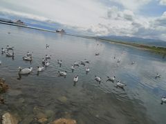 -青海湖国家重点风景名胜区