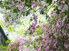 -深圳国际园林花卉博览园