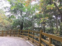 -广州市流溪河国家森林公园