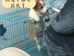 -翊宠yipet猫狗购宠庄园犬舍•猫舍