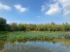 -昆山城市生态森林公园