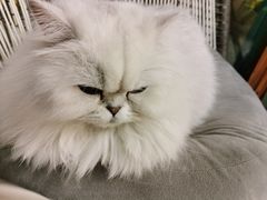 -喵屿·大理花园猫咖