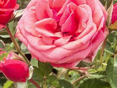 -索菲特西湖大酒店·香榭丽全日候餐厅(南山路店)