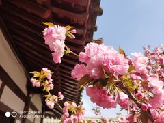 -西安青龙寺遗址景区