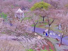 -顾村公园