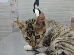 -瑞派名望志远动物医院·猫科·內科·异宠专科(直港大道店)