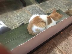 -猫咪博物馆(顶澳仔猫街店)