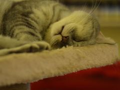 -猫色咖啡·猫咖