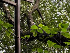 -杭州半山国家森林公园